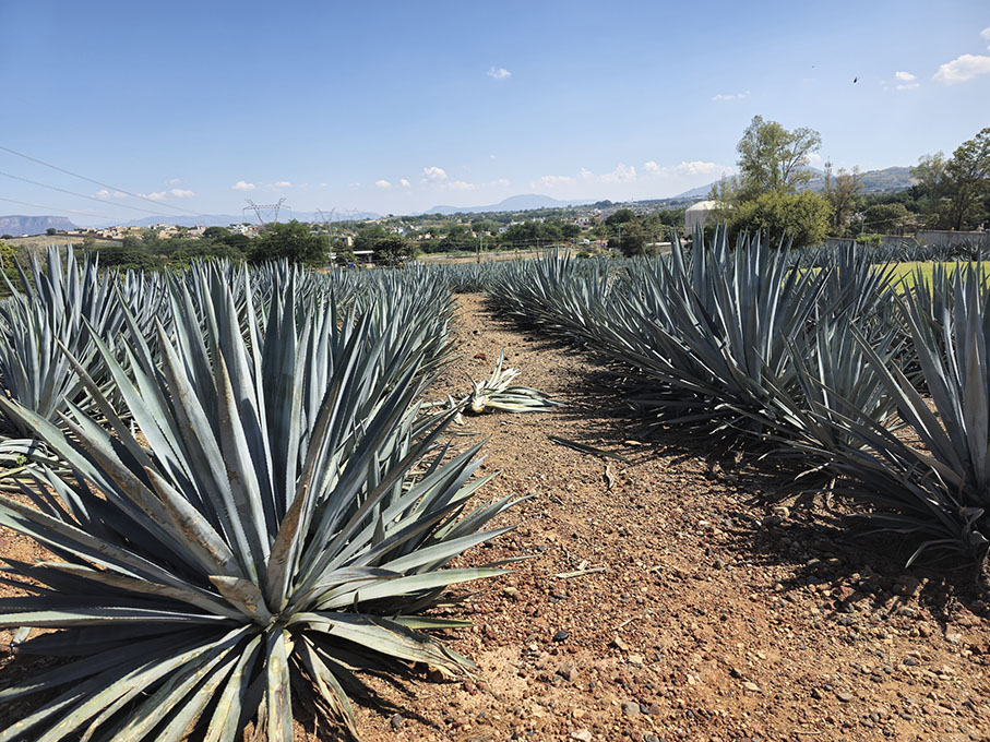 Qué ver y hacer en Tequila: Paisaje Agavero