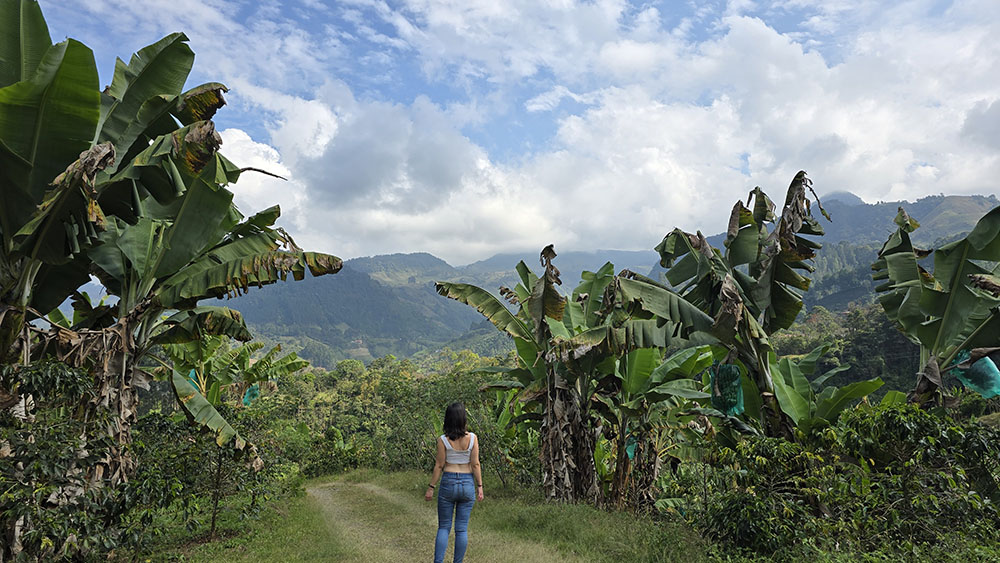 En medio de la plantación de plataneros de Jardín - Qué ver en Colombia