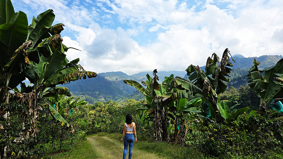 Rodeada de paisajes plataneros - Qué ver en Jardín, el pueblo más bonito de Antioquia