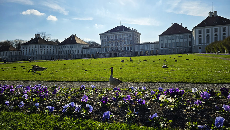 Patos en el jardín frente al Palacio de Nymphenburg - Qué ver en Múnich en 3 o 4 días