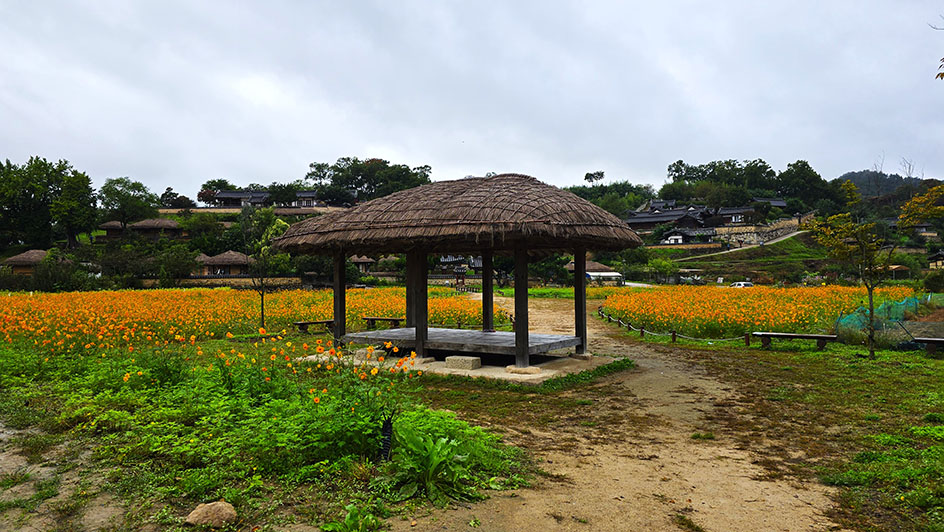 Flores frente a la aldea tradicional de Yangdong - Cómo visitar la Aldea Tradicional de Yangdong
