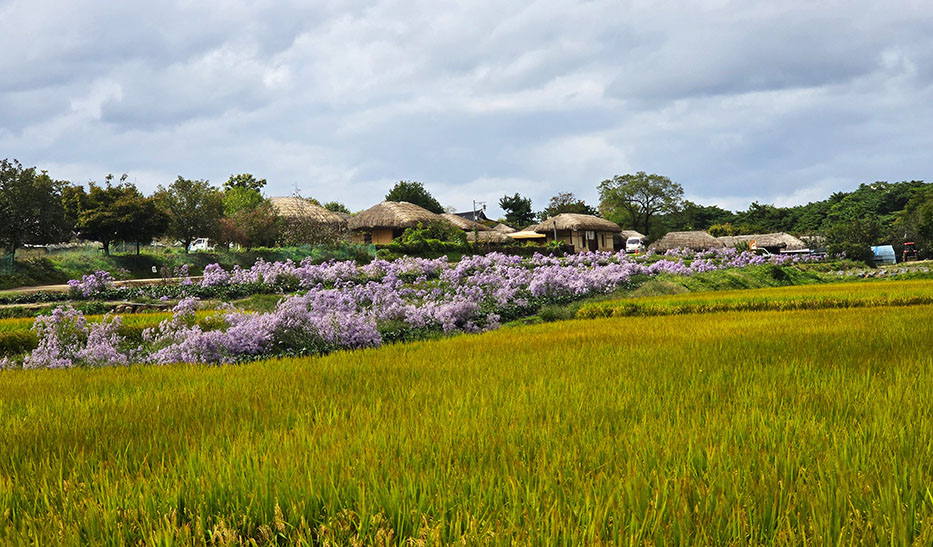 Vegetación y flores moradas frente a las casas de techo de paja - Cómo visitar la Aldea Tradicional de Hahoe