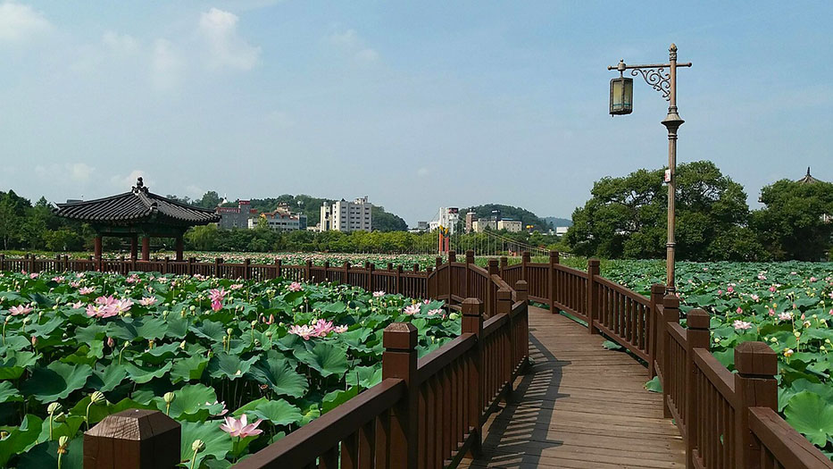 flores de loto y puente de madera en el Parque Deokjin - Qué ver en Jeonju