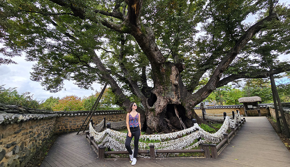 Frente al Árbol Samsindang - Cómo visitar la aldea tradicional de Hahoe