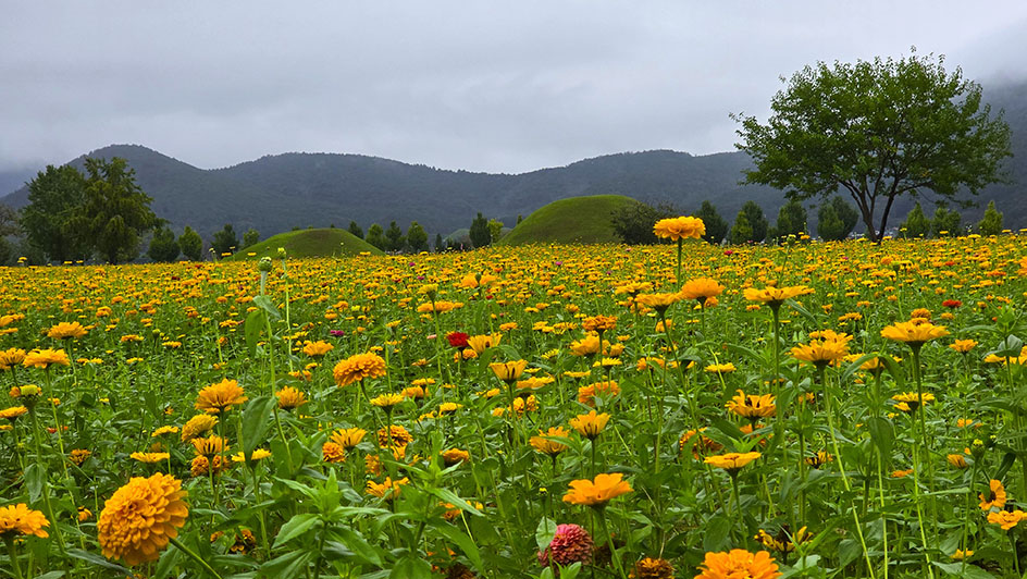 Campo de flores con túmulos al fondo - Dónde comer en Gyeongju