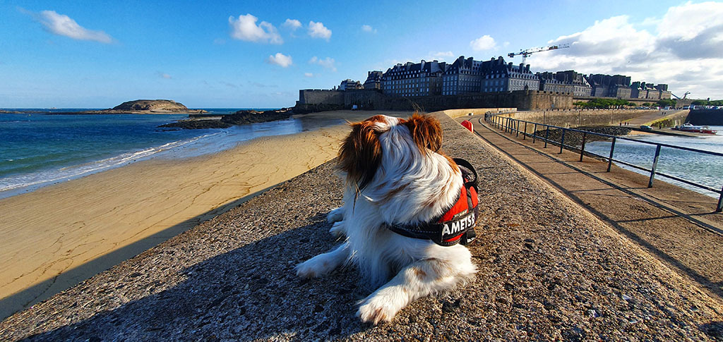 Mi perro observando una ciudad amurallada con una playa a ña izquierda - Ruta por la Bretaña Francesa