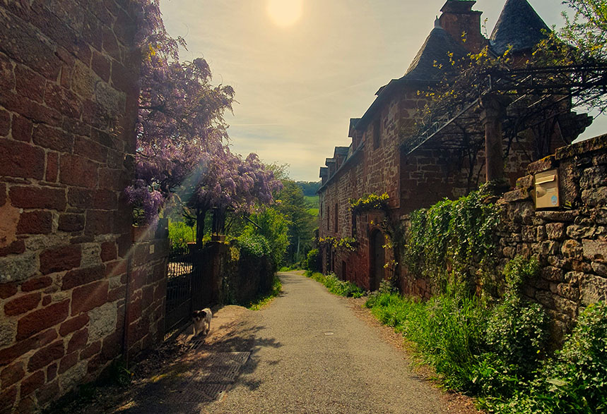 Calle con vegetación en ambos lados con flores moradas a la izquierda y paredes rojas en Collonges-la-Rouge