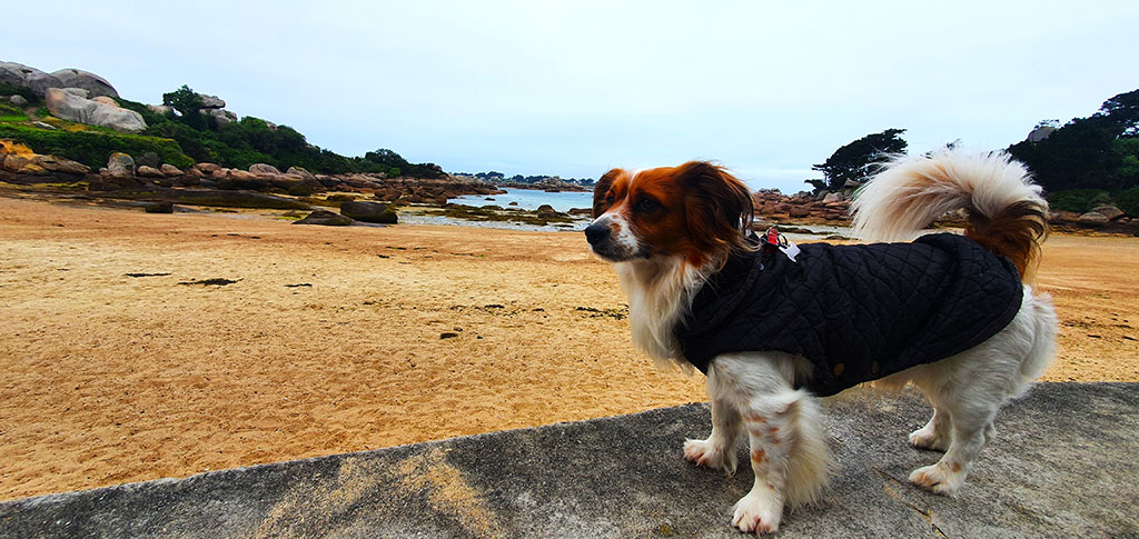 Mi perro apoyado frente a una playa con rocas - Cómo visitar la Costa del Granito Rosa