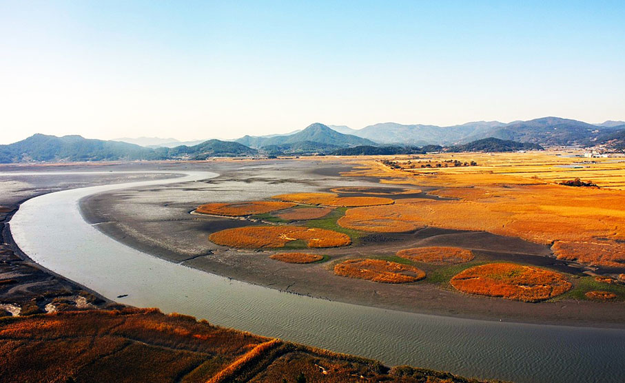 Humedal de la Bahía de Suncheon en tonos ocres - Ruta por Corea del Sur