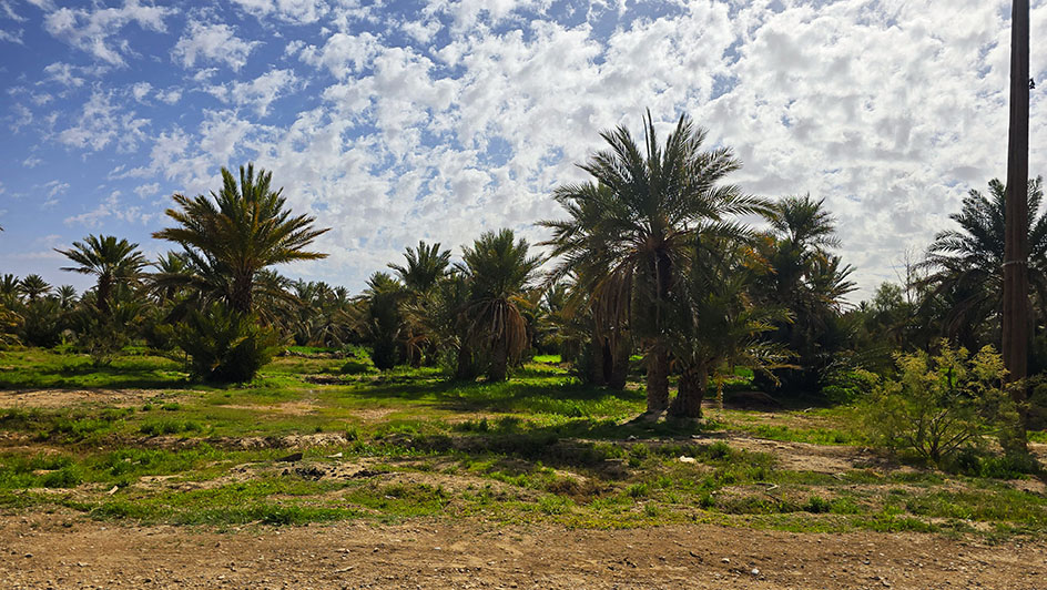 Palmeras llegando al desierto de Merzouga - Conducir en Marruecos