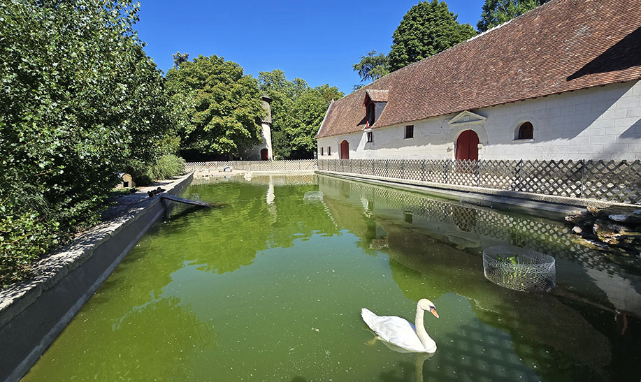 Un precioso cisne nadando en un estanque - Cómo visitar el Castillo de Chenonceau