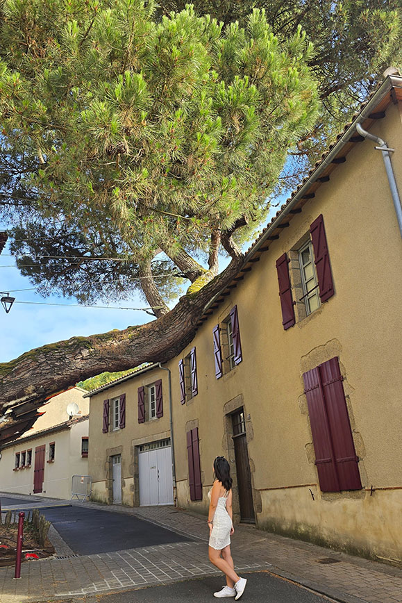 Turista frente a Le Pin Couché o Les Racines du Mâle, el árbol más famoso que ver en Clisson